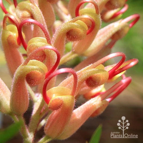 Grevillea Coconut Ice 4 Grevillea Coconut Ice - Image 2