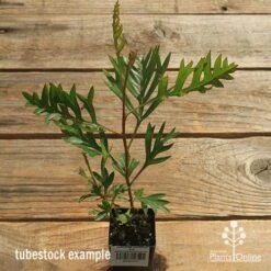 Grevillea Coconut Ice 14 Grevillea Coconut Ice -Plant Sale Store apo coconut ice tubestock