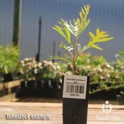 Grevillea Coconut Ice 12 Grevillea Coconut Ice -Plant Sale Store apo coconut ice tubestock 1