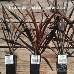 Cordyline Australis Red Sensation -Plant Sale Store apo cordyline australis comparison 1 1