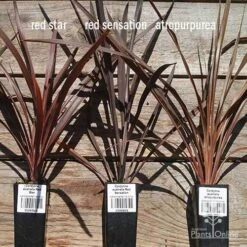 Cordyline Australis Red Sensation -Plant Sale Store apo cordyline australis comparison 2 1