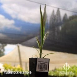 Cordyline Australis Choc Mint 8 Cordyline Australis Choc Mint -Plant Sale Store apo cordyline choc mint tubestock