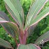 Cordyline Fruticosa Pink Diamond 1 Cordyline Fruticosa Pink Diamond -Plant Sale Store apo cordyline pink diamond leaf stripes