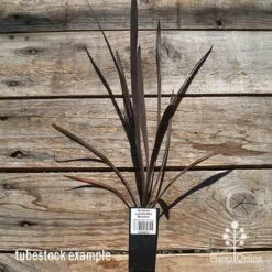 Cordyline Australis Red Sensation -Plant Sale Store apo cordyline red sensation tubestock