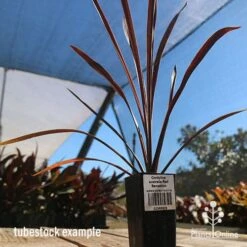 Cordyline Australis Red Sensation -Plant Sale Store apo cordyline red sensation tubestock nursery