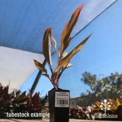 Cordyline Fruticosa Rubra 10 Cordyline Fruticosa Rubra -Plant Sale Store apo cordyline rubra tubestock nursery