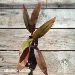 Cordyline Fruticosa Tangelo 29 Cordyline Fruticosa Tangelo -Plant Sale Store apo cordyline tangelo tubestock top