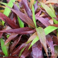 Cordyline Fruticosa Negra 12 Cordyline Fruticosa Negra -Plant Sale Store apo cordylne negra colours