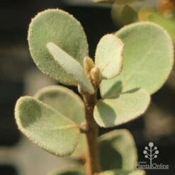 Correa Alba 9 Correa Alba -Plant Sale Store apo correa alba foliage