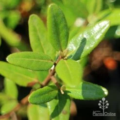 Correa Dinner Bells 13 Correa Dinner Bells -Plant Sale Store apo correa dinner bells foliage