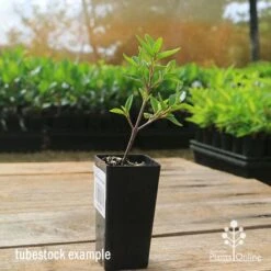 Correa Dusky Bells 18 Correa Dusky Bells -Plant Sale Store apo correa dusky bells