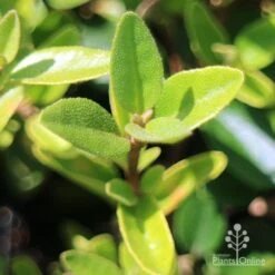 Correa Dusky Bells 17 Correa Dusky Bells -Plant Sale Store apo correa dusky bells foliage