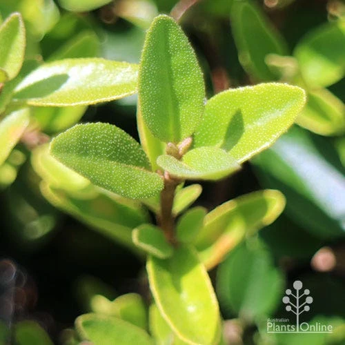 Correa Dusky Bells 9 Correa Dusky Bells - Image 7