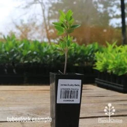 Correa Dusky Bells 19 Correa Dusky Bells -Plant Sale Store apo correa dusky bells tubestock