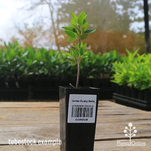 Correa Dusky Bells 11 Correa Dusky Bells - Image 9