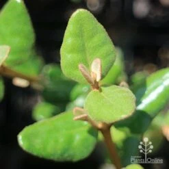 Correa Marian's Marvel 28 Correa Marian's Marvel -Plant Sale Store apo correa marians marvel foliage