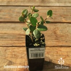 Correa Marian's Marvel 18 Correa Marian's Marvel -Plant Sale Store apo correa marians marvel tubestock