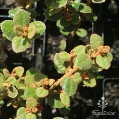 Correa Nummulariifolia - Roundleaf Correa 16 Correa Nummulariifolia - Roundleaf Correa -Plant Sale Store apo correa nummularia foliage