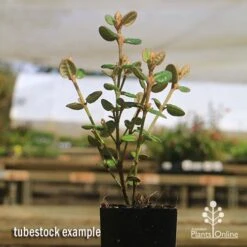 Correa Nummulariifolia - Roundleaf Correa 14 Correa Nummulariifolia - Roundleaf Correa -Plant Sale Store apo correa nummularifolia tubestock