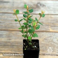 Correa Nummulariifolia - Roundleaf Correa 12 Correa Nummulariifolia - Roundleaf Correa -Plant Sale Store apo correa nummularifolia tubestock top