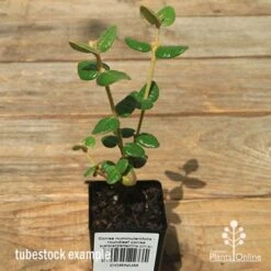 Correa Nummulariifolia - Roundleaf Correa 17 Correa Nummulariifolia - Roundleaf Correa -Plant Sale Store apo correa nummulariifolia tubestock