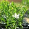 Crowea White Star - Waxflower 2 Crowea White Star - Waxflower -Plant Sale Store apo correa white star flower