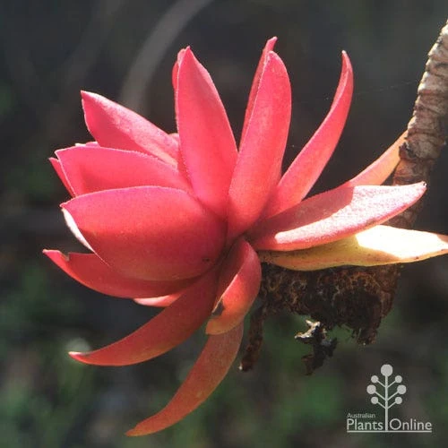 Crassula Campfire - Succulent 3 Crassula Campfire - Succulent