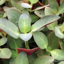 Crassula Purple Dragon - Fairy Crassula 15 Crassula Purple Dragon - Fairy Crassula -Plant Sale Store apo crassula purple dragon green