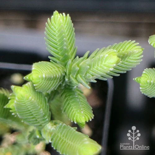 Crassula - Watchchain, Rat Tail Succulent 8 Crassula - Watchchain, Rat Tail Succulent - Image 6