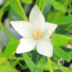 Crowea White Star - Waxflower -Plant Sale Store apo crowea white star flower close