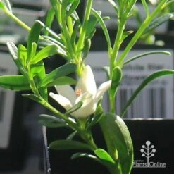 Crowea White Star - Waxflower -Plant Sale Store apo crowea white star flower 1