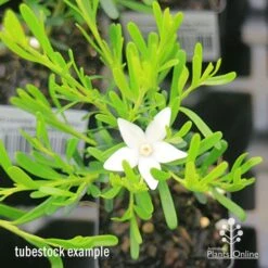 Crowea White Star - Waxflower -Plant Sale Store apo crowea white star tubestock
