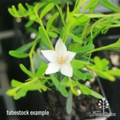 Crowea White Star - Waxflower -Plant Sale Store apo crowea white star tubestock2