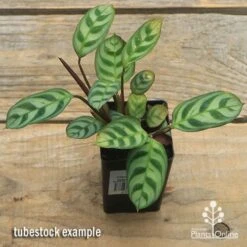 Ctenanthe Burle Marxii 7 Ctenanthe Burle Marxii -Plant Sale Store apo ctenanthe burle marx tubestock top