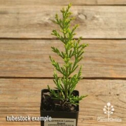 Cupressus Lemon Scent - Lemon Cypress 13 Cupressus Lemon Scent - Lemon Cypress -Plant Sale Store apo cupressus lemon scent tubestock top