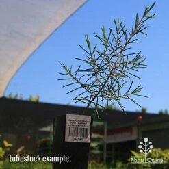 Chamelaucium Dancing Queen - Waxflower 15 Chamelaucium Dancing Queen - Waxflower -Plant Sale Store apo dancing queen tubestock