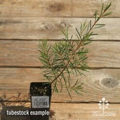 Chamelaucium Dancing Queen - Waxflower 21 Chamelaucium Dancing Queen - Waxflower -Plant Sale Store apo dancing queen tubestock top