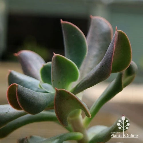 Echeveria Dark Vader - Succulent 3 Echeveria Dark Vader - Succulent