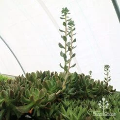 Echeveria Dark Vader - Succulent 17 Echeveria Dark Vader - Succulent -Plant Sale Store apo dark vader new shoots