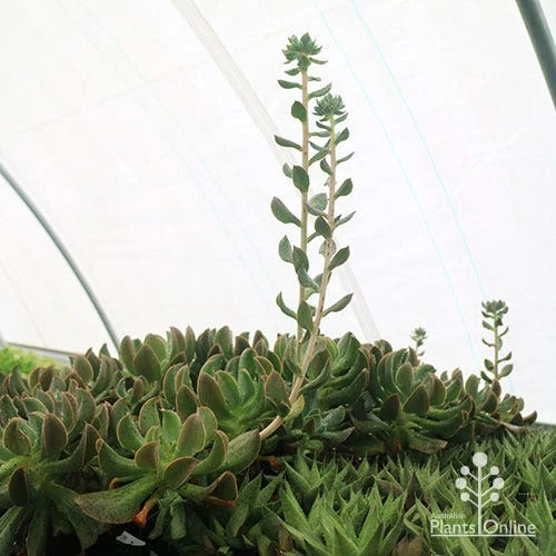 Echeveria Dark Vader - Succulent 10 Echeveria Dark Vader - Succulent - Image 8