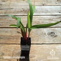Dianella Cherry Red 20 Dianella Cherry Red -Plant Sale Store apo dianella cherry red tubestock top