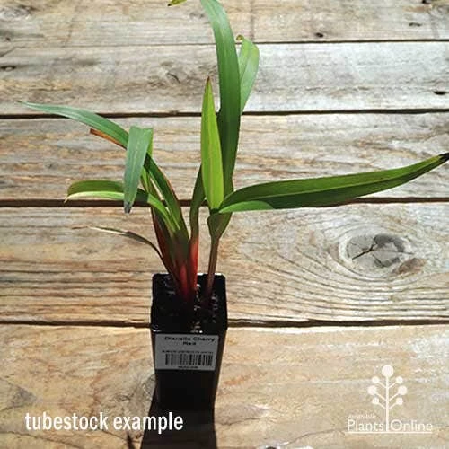 Dianella Cherry Red 10 Dianella Cherry Red - Image 8