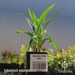 Dianella Little Jess -Plant Sale Store apo dianella little jess tubestock