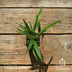 Dianella Little Jess -Plant Sale Store apo dianella little jess tubestock top