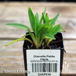 Dianella Petite Marie 18 Dianella Petite Marie -Plant Sale Store apo dianella petite marie tubestock