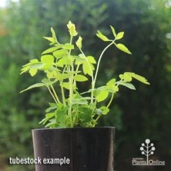 Dicentra Alba - Bleeding Heart - 75mm BIGGER Size 11 Dicentra Alba - Bleeding Heart - 75mm BIGGER Size -Plant Sale Store apo dicentra alba tubestock