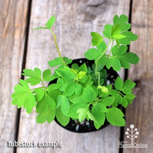 Dicentra Alba - Bleeding Heart - 75mm BIGGER Size 5 Dicentra Alba - Bleeding Heart - 75mm BIGGER Size - Image 3