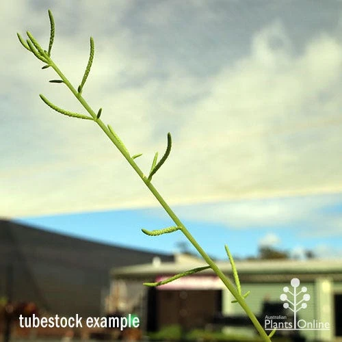 Peperomia Dolabriformis - Prayer Pepper - Succulent 6 Peperomia Dolabriformis - Prayer Pepper - Succulent - Image 4