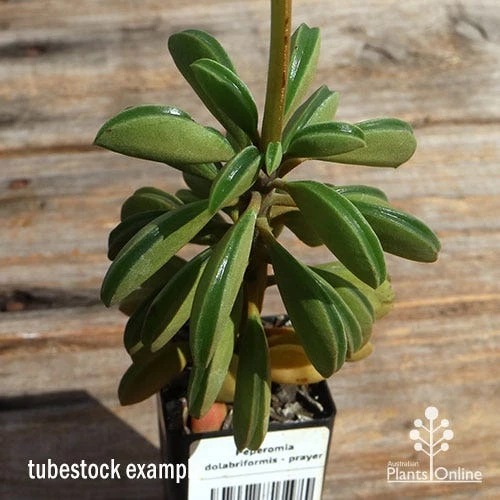 Peperomia Dolabriformis - Prayer Pepper - Succulent 4 Peperomia Dolabriformis - Prayer Pepper - Succulent - Image 2