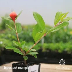 Pomegranate Double Orange 21 Pomegranate Double Orange -Plant Sale Store apo double pomegranate tubestock